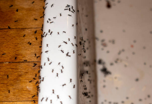 Wasp Removal Services in Walkerton, IN
